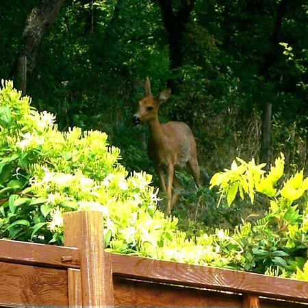 新月住宿加早餐酒店 住宿加早餐酒店
